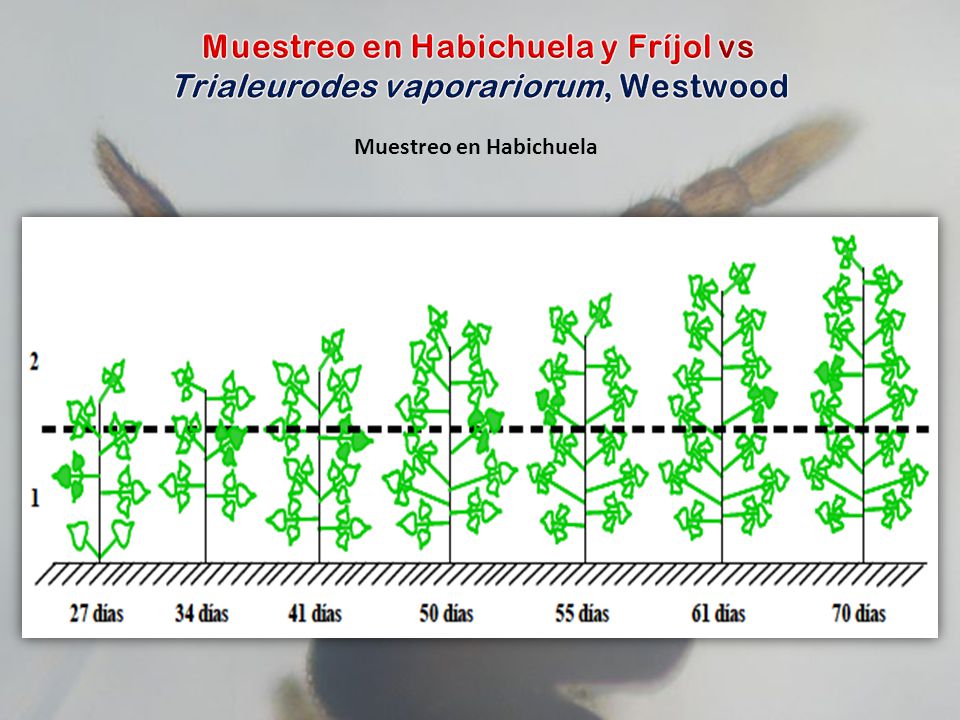 FENOLOGIA DEL FRIJOL PDF DOWNLOAD FENOLOGIA DEL FRIJOL PDF DOWNLOAD